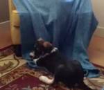 fauteuil Un chat piège un chien avec une couverture