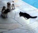 pousser piscine Un chat pousse un chien dans une piscine