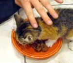 nourriture gamelle chat Un chaton pas partageur