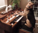 chien dressage Un chien joue du piano