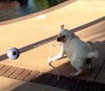 chien balle lancer Un chien s'entraine au lancer du marteau