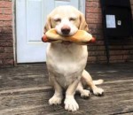 heureux Sid le chien adore la nourriture