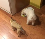 seul Un petit chien ne veut pas manger seul