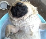 ronflement eau Un chien relax dans son bain
