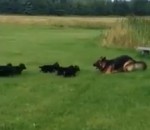 chiot allemand Une chienne berger allemand joue avec ses chiots