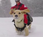 neige chien avalanche Chiot d'avalanche