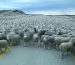 mouton troupeau route Un énorme troupeau de moutons