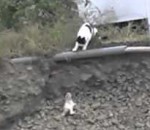 chat aide Une maman chat sauve son chaton