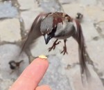 oiseau moineau motion Des moineaux en slow-motion