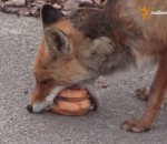 renard Un renard se fait un sandwich à Tchernobyl
