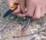 surprise Un serpent offre un cadeau à ses sauveurs