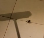 surprise bebe araignee-loup Un homme tue une araignée avec un balai