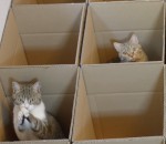 chat carton boite Le paradis des chats