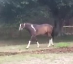 chute chat Un cheval s'excite dans son champ