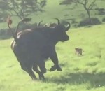 buffle attaque Ils sauvent des lionceaux d'un troupeau de buffles