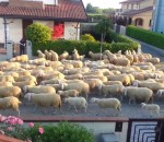 mouton troupeau haie Des moutons font une pause casse-croûte