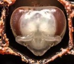 transformation larve Naissance d'une abeille (Timelapse)