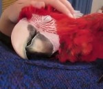perroquet Un perroquet adore les caresses