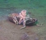 coco pieuvre Pieuvre noix de coco