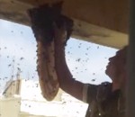 abeille main Retirer un nid d'abeilles à mains nues