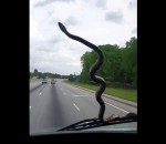 routier camion Un routier filme un serpent sur son pare-brise