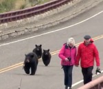 touriste pont Des touristes s'approchent trop près d'ours noirs