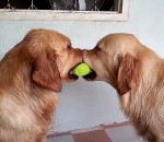 golden chien 2 golden retrievers, 1 balle de tennis