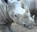 cri bruit Le bruit d'un bébé rhinocéros