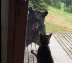 peur Un chat fait peur à un ours