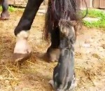 queue Un chaton s'amuse avec la queue d'un poney