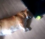 corgi allonge Un chien couché essaie d'attraper une balle