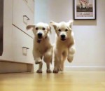chiot chien Deux chiots courent vers leur gamelle  (de 11 semaines à 11 mois)