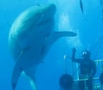 deep requin Deep Blue, l'un des plus grands requins blancs