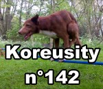koreusity 2015 fail Koreusity n°142