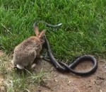 serpent lapin Lapine vs Serpent