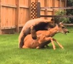 ours Un ours attaque une biche dans un jardin