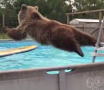 grizzly ours Un ours fait des plats dans une piscine