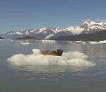 peur surprise alaska Un phoque surpris par un voilier