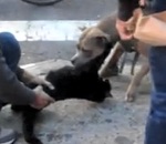 chien attaque Un pitbull a attrapé un chat