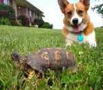 chien reaction Turbo et la tortue
