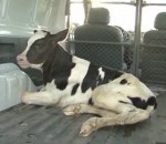 documentaire lait Un veau enlevé à sa mère