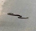 surplace noir Un serpent n'arrive pas à traverser une route
