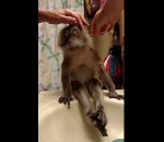 lavabo macaque Faire la toilette à un singe