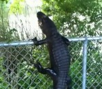 grillage escalade Un alligator escalade d'une clôture