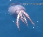 colossal Un Calmar colossal capturé par des pêcheurs russes