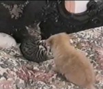 compilation chat chien Des chats et des chiens apprennent à vivre ensemble