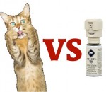 chat peur Chats vs Spray anti-chat (Compilation)