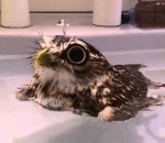oiseau eau bain Une petite chouette flotte dans son bain