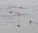 requin Une cinquantaine de requins dans une lagune