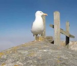 camera gopro oiseau Un goéland vole une GoPro à des touristes